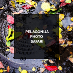 PELAGONIJA-PHOTO-SAFARI-category-photo